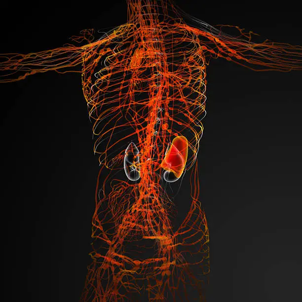 Kidney stone prevention